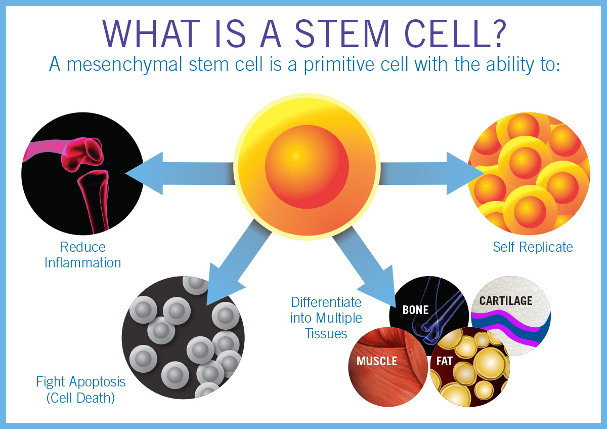 What's Stem Cell